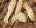Termite Damage